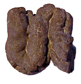 Coprolite