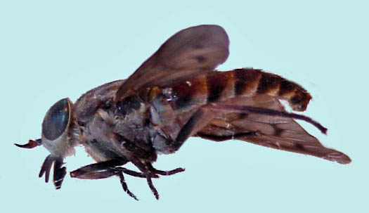 horse fly 1