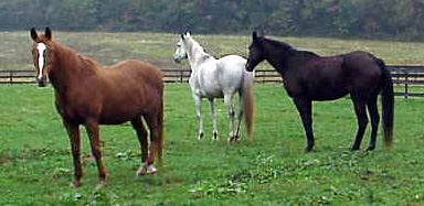 horses