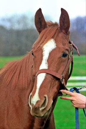 The Chestnut Mare