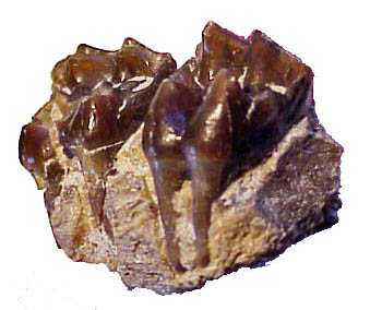 Fossil Teeth 1