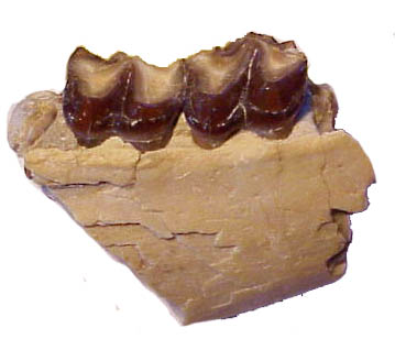 Fossil Teeth 2