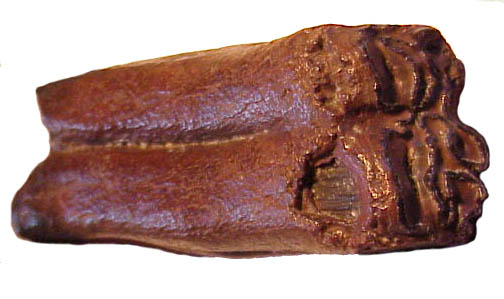 Fossil Tooth 3
