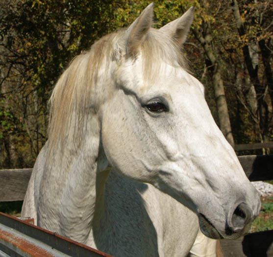 Horse3