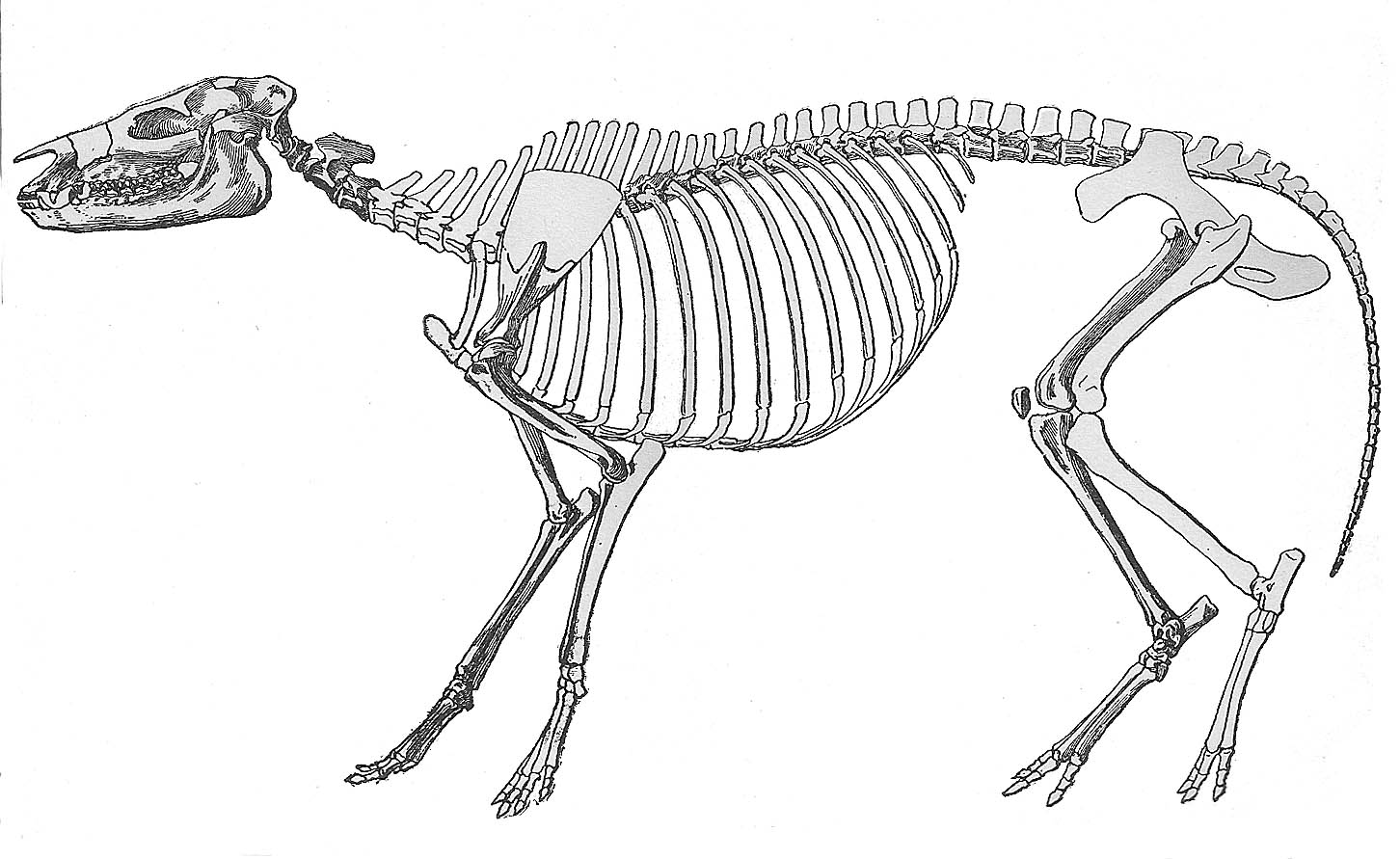 Hyracotherium Skeleton