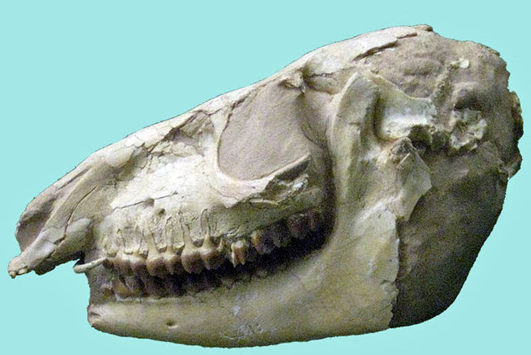 Fossil Skull