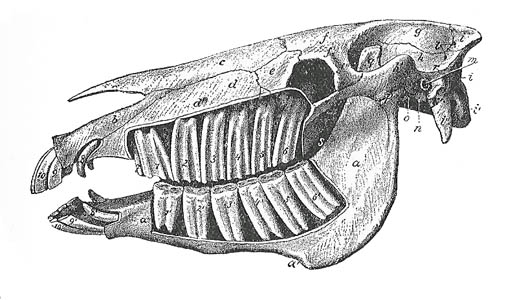 Skull and Teeth