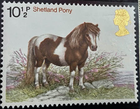 Shetland Pony