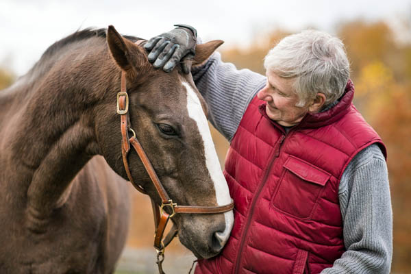 horse