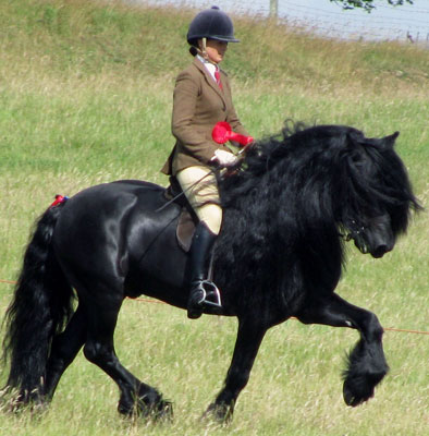 Dales Pony