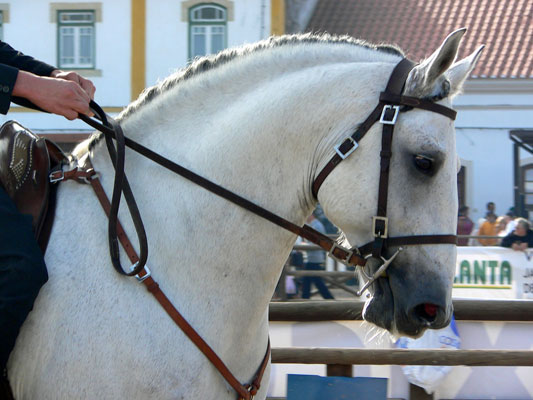 Lusitano Head