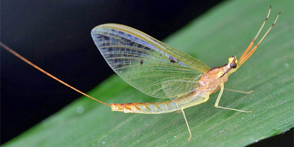 mayfly